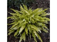 Hosta 